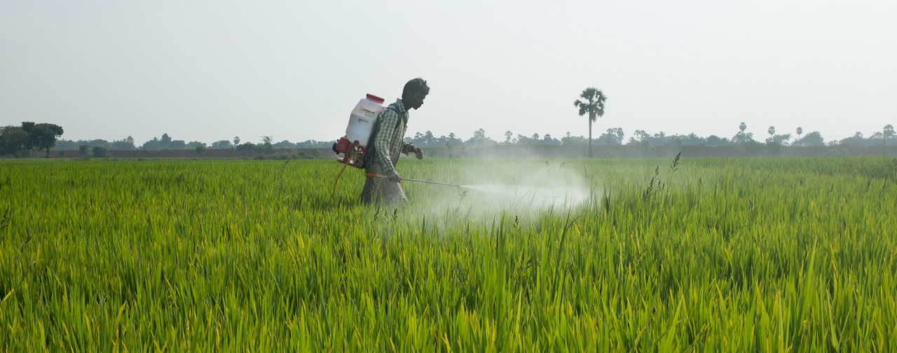 A young worker in the rice fields of Andhra Pradesh, India sprays chemical pesticides in his mother-in-law’s fields. The CKDnT epidemic largely affects rural and poor agricultural and mining communities. (Photo: Tom Laffay)