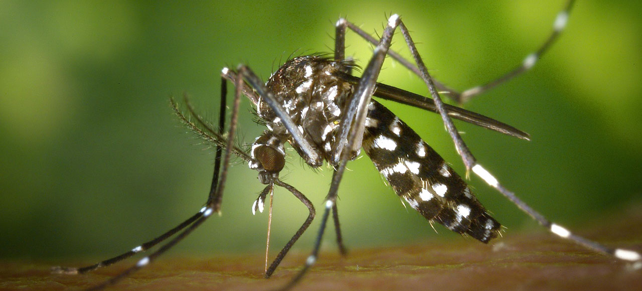 Aedes aegypti mosquito. Credit: Pixabay