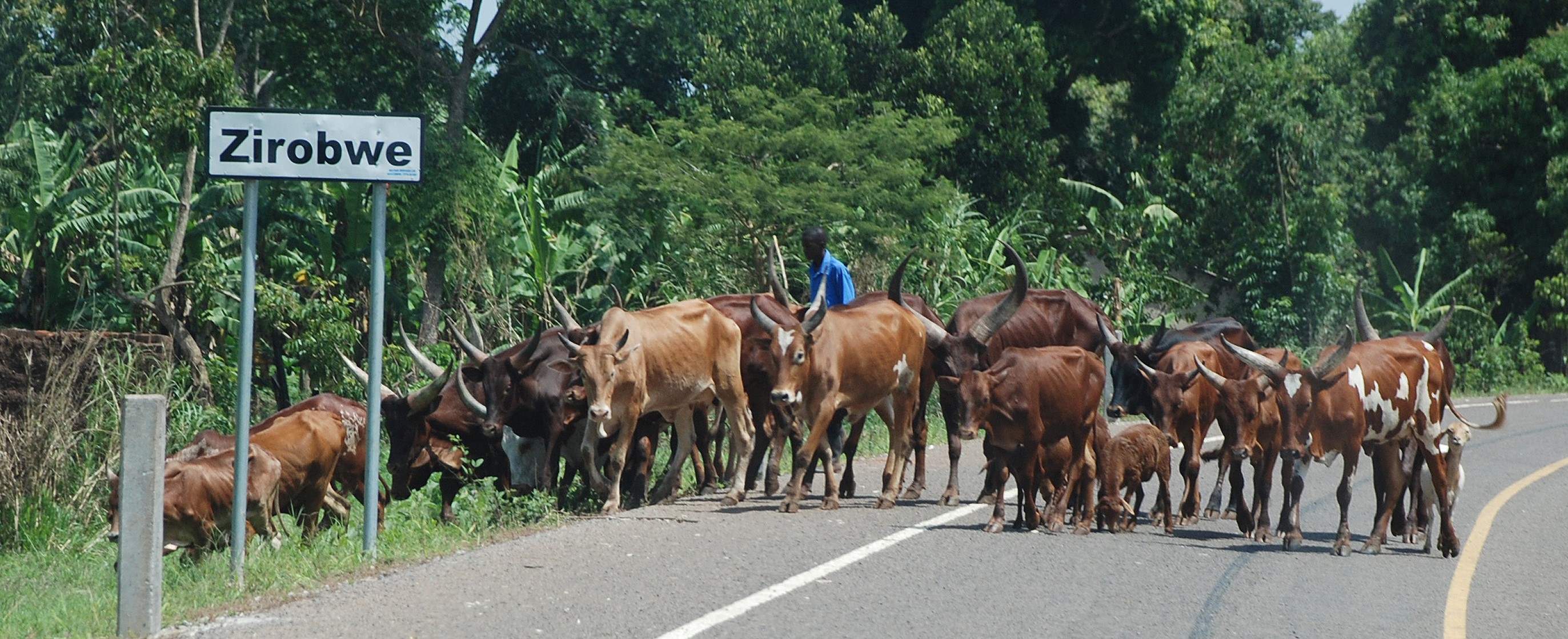 Cattle on the road in Luwero
