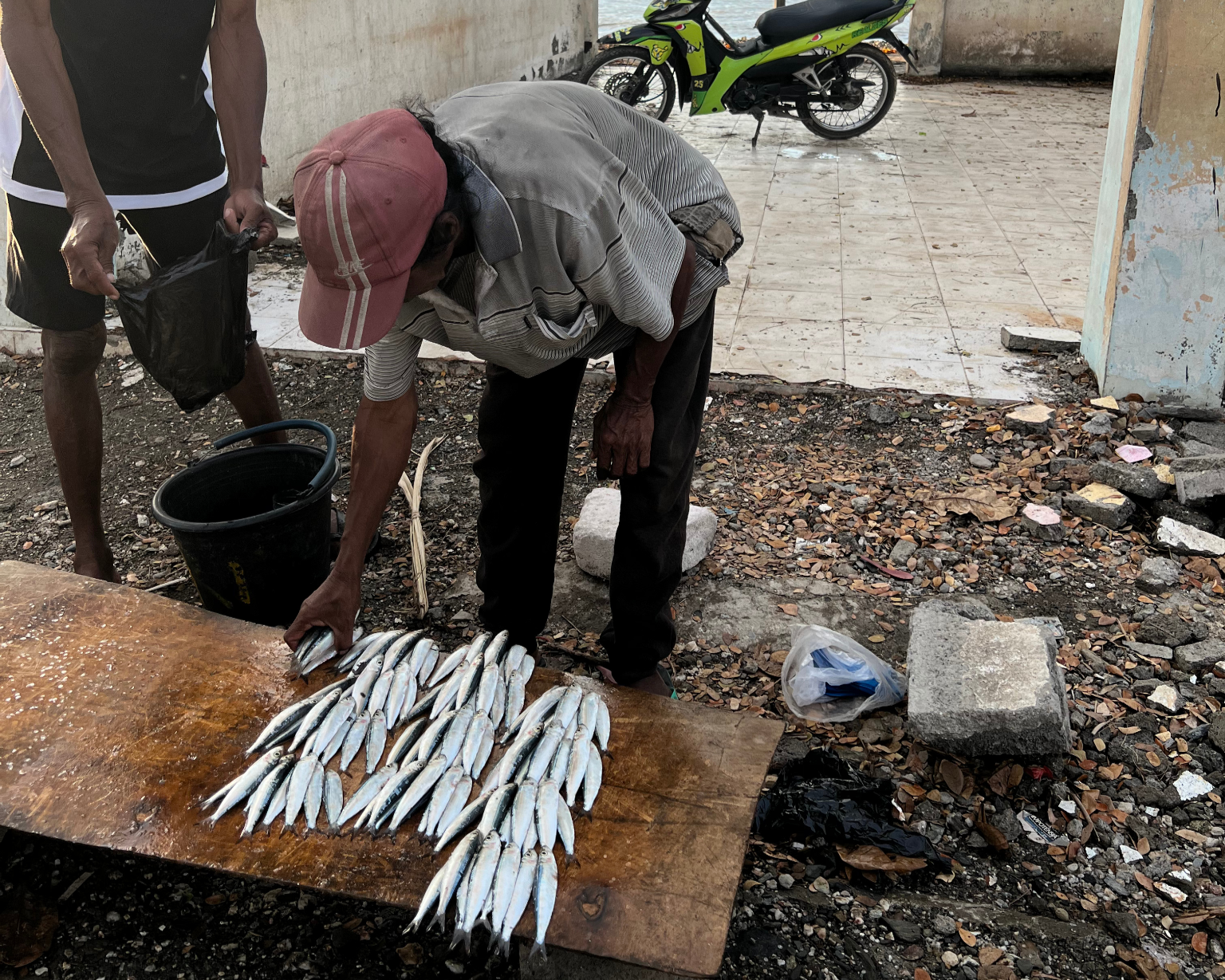 Sardines, freshly caught in the capital city of Timor-Leste, Dili.