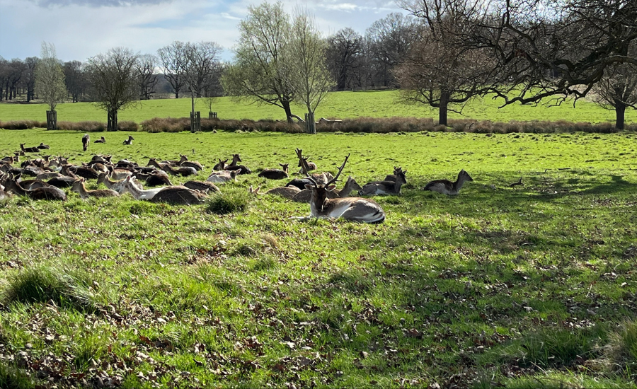 A herd of deer at Richmond Park