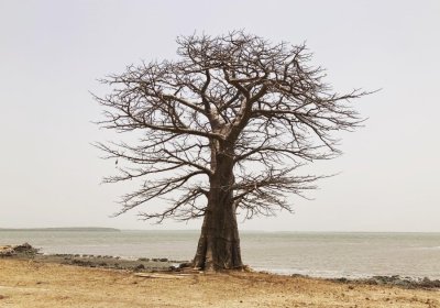 Dry land in The Gambia