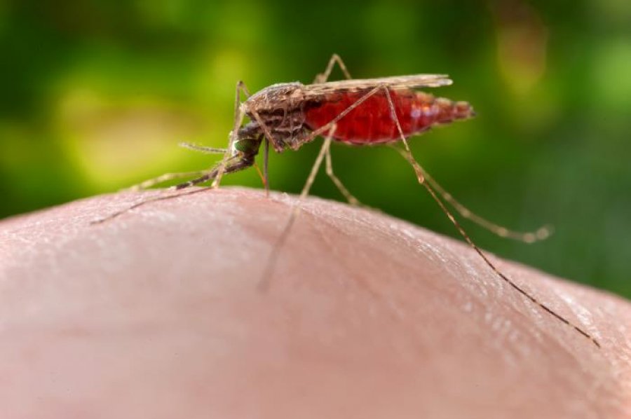Caption: female Anopheles merus mosquito. Credit: CDC/James Gathanay