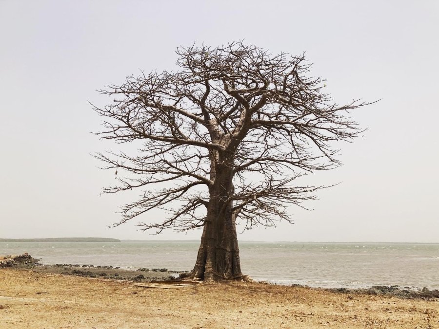 Dry tree with no leaves on dry land in front of the sea