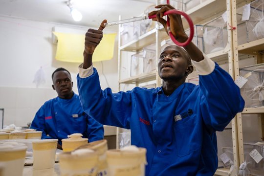 An MRCG researcher in a blue lab coat holds up a glass tube holding mosquitos while his colleague watches. This photo illustrates the work that went into developing the RTS,S malaria vaccine.