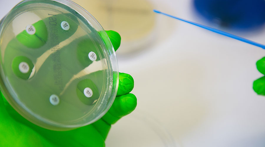 Petri dish in gloved hand with swab in other hand 