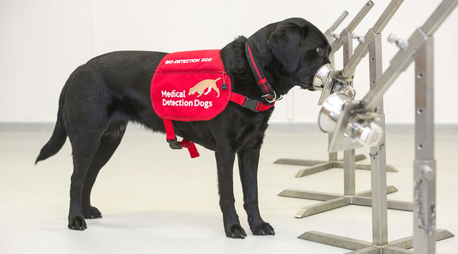 Training dogs to detect COVID-19